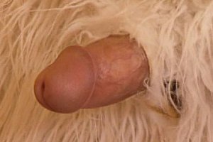 juliaann在线无码